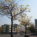 東豐路-黃花風鈴木
