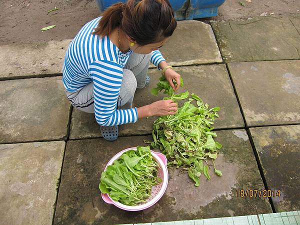 小白菜.要很小就摘(蟲會吃)