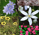 FLOWER.gif