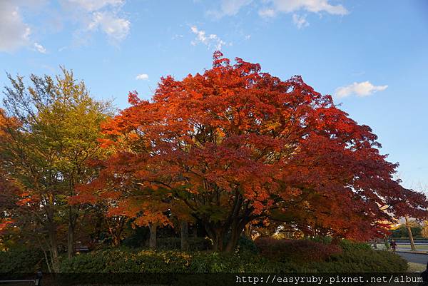 東京紅葉季走踏 東京紅葉季走踏