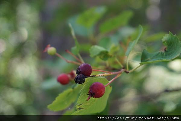 201608加拿大國家公園走透透 940.JPG 201608加拿大國家公園走透透 940.JPG