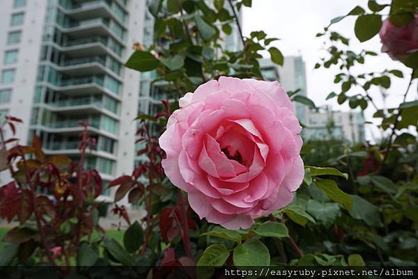 201608加拿大國家公園走透透 1185.JPG