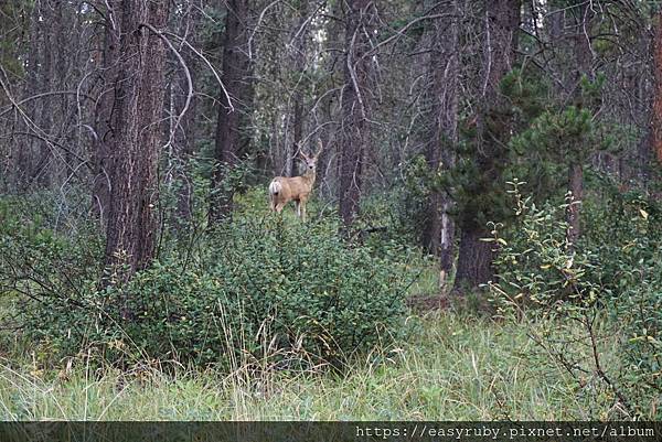 201608加拿大國家公園走透透 307.JPG