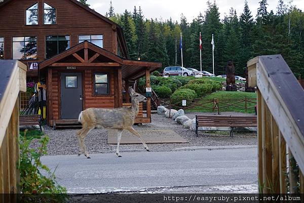 201608加拿大國家公園走透透 259.JPG 201608加拿大國家公園走透透 259.JPG