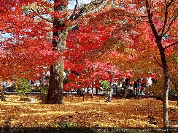 京都紅葉走踏