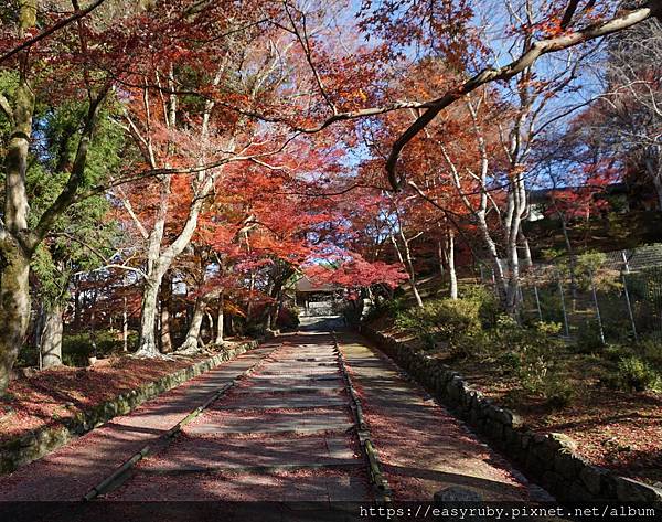 京都紅葉走踏