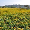 霄遙山莊-通霄花海1.jpg