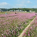 霄遙山莊-通霄花海3.jpg