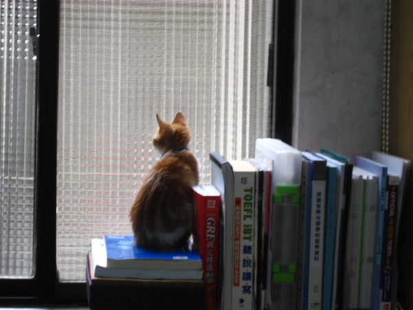 貓很愛窗外呢
