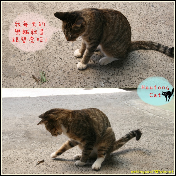 houtong cats28.jpg