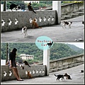 houtong cats13.jpg