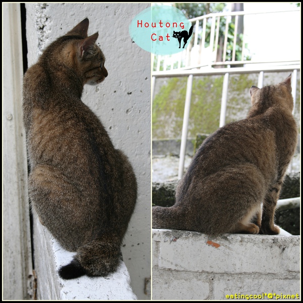 houtong cats19.jpg