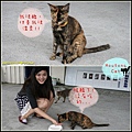 houtong cats10.jpg