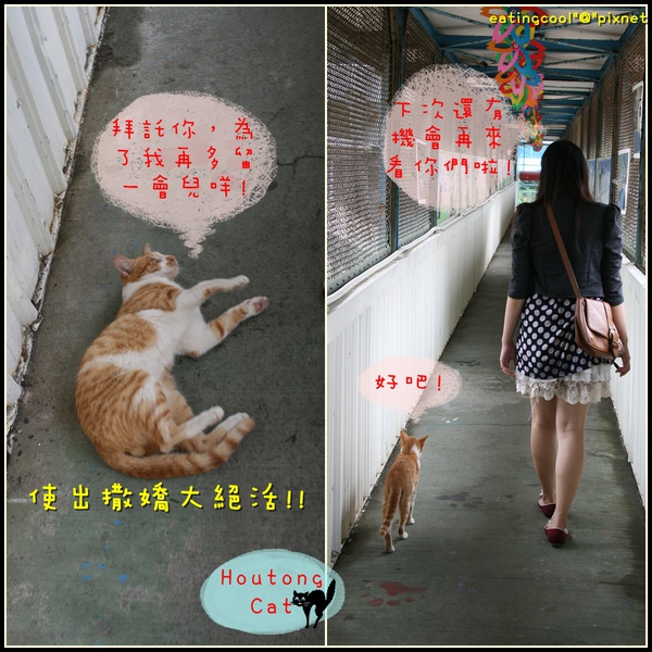 houtong cats33.jpg