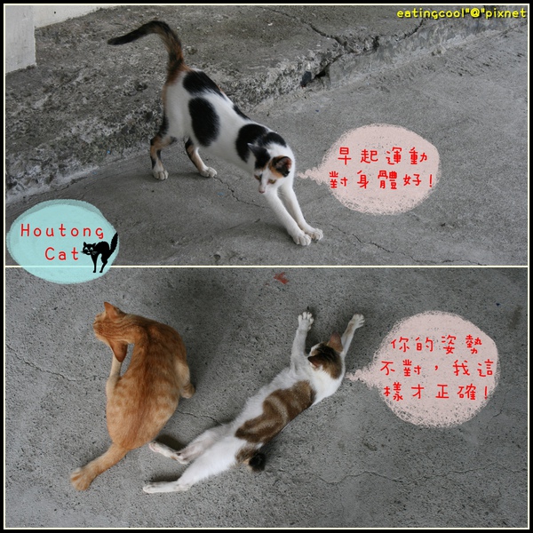 houtong cats12.jpg