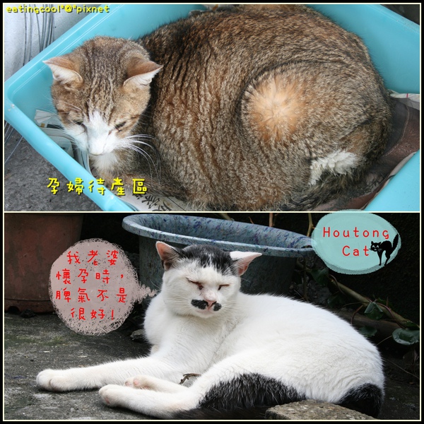 houtong cats23.jpg