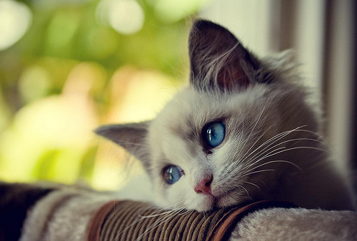 wistful,cat,blue,eyed,kitty,cats,love,cat,photography,adorable-06236f8063450bf3695d49df08fa672a_h.jpg