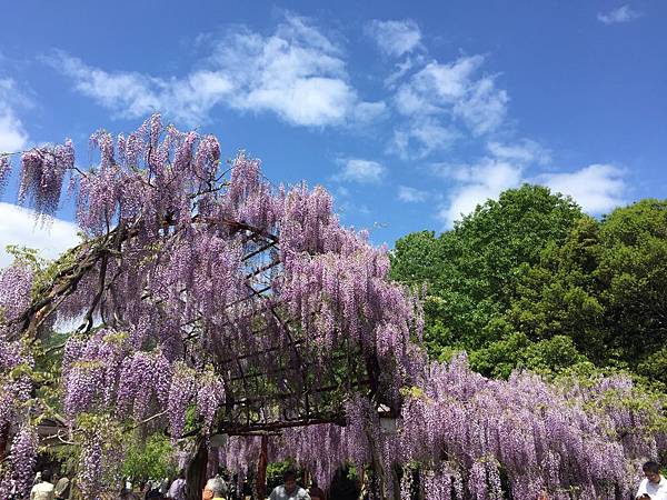 岡山景點推薦藤公園紫藤花