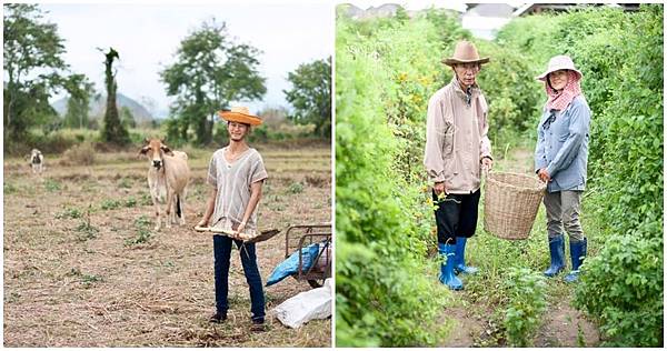 清萊民宿住宿推薦清萊行程安排體驗茶工作坊