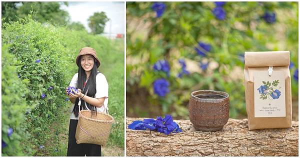 清萊民宿住宿推薦清萊行程安排體驗茶工作坊