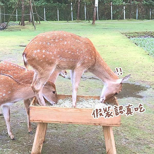 宜蘭景點總整理懶人包必去打卡旅遊住宿三星東澳頭城礁溪