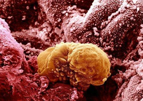 15培育6天後的人類胚胎被殖入子宮.jpg