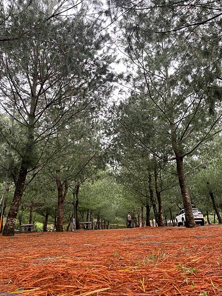 新社嵐山驛站露營區✈在五葉松樹下放空【創皂Smile&❤ㄧ起