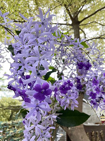 南投國姓九號森霖露營區2訪✈悠遊森霖一遊未境【創皂Smile