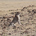 慵懶的cheetah一舉手一頭足都好迷人