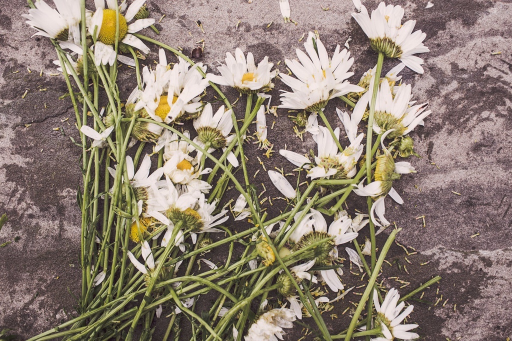 flowers-marguerites-destroyed-dead.jpg flowers-marguerites-destroyed-dead.jpg