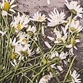 flowers-marguerites-destroyed-dead.jpg