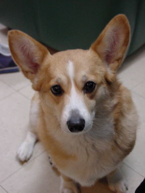 corgi