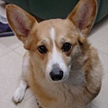 corgi