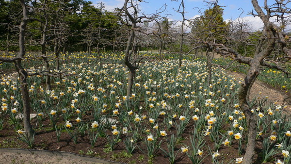 春田花花