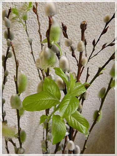 銀柳開花 銀兩任你花 橫批 最好是 愛可的進化天地 痞客邦 銀柳開花 銀兩任你花 橫批 最好是 愛可的進化天地 痞客邦
