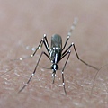 Mosquito_GSACS.jpg