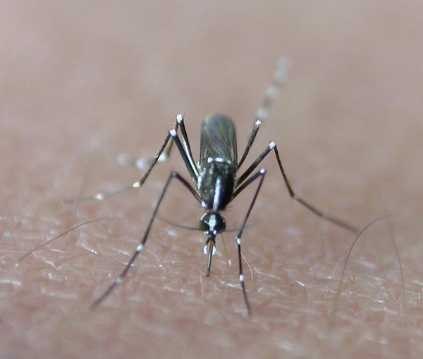 白線斑蚊