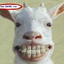 wearing_braces_donkey.gif