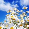 spring-white-flowers.jpg