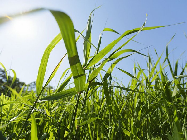 green-grassland-under-sky-photo-020.jpg