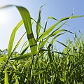 green-grassland-under-sky-photo-020.jpg