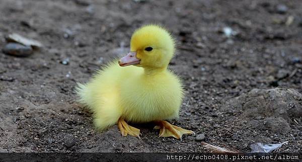 duckling-birds-yellow-fluffy-162142.jpeg