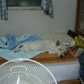 2007-7-31 上午 01-22-41.jpg