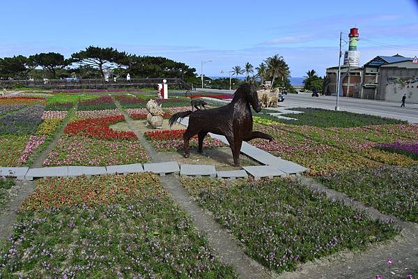 104年1月6日美山花海 (6)