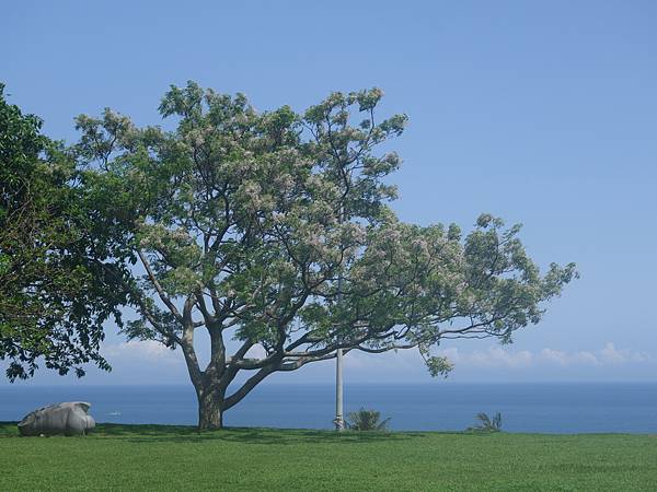 處本部苦楝樹 (2).JPG 處本部苦楝樹 (2).JPG