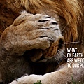 WWF-Denmark-Lion