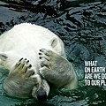 WWF-Denmark-Polar-Bear