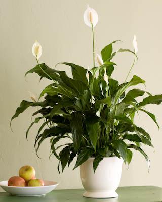 peace lily.jpg