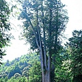 10雪山神木-邱慶耀攝.jpg