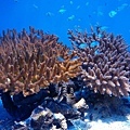 沖繩 美之海水族館